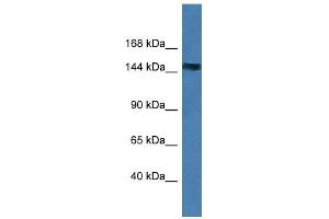Western Blot showing MAGI2 antibody used at a concentration of 1 ug/ml against 293T Cell Lysate