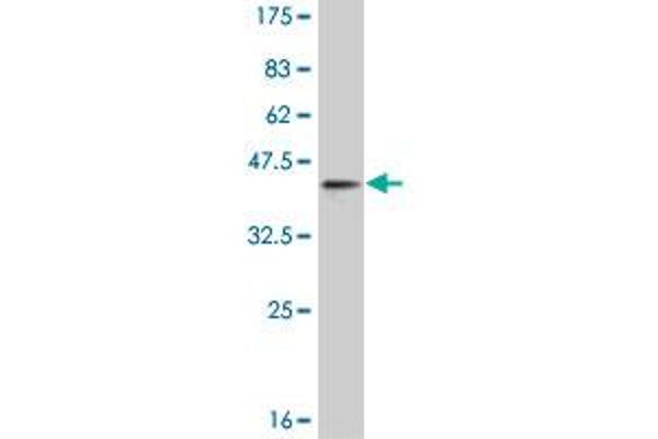 GGA1 antibody  (AA 1-89)