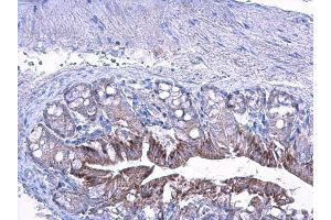 IHC-P Image LETM1 antibody detects LETM1 protein at cytoplasm on mouse colon by immunohistochemical analysis. (LETM1 antibody  (C-Term))
