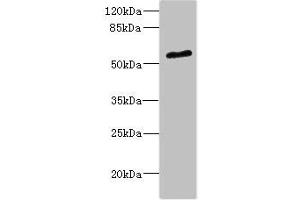 Western blot All lanes: POC1B antibody at 2. (POC1B antibody  (AA 299-478))