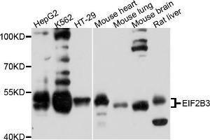 Western blot analysis of extract of various cells, using EIF2B3 antibody. (EIF2B3 antibody)