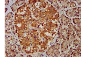 IHC image of ABIN7159000 diluted at 1:400 and staining in paraffin-embedded human pancreatic tissue performed on a Leica BondTM system. (MBIP antibody  (AA 91-241))