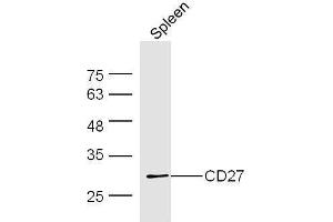 Mouse spleen lysates probed with Rabbit Anti-CD27/TNFRSF7 Polyclonal Antibody, Unconjugated  at 1:500 for 90 min at 37˚C. (CD27 antibody  (AA 201-260))