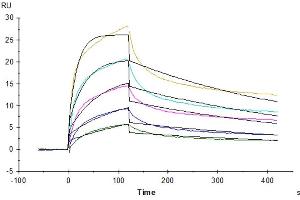 Rhesus macaque LILRB1, hFc Tag captured on CM5 Chip via Protein A can bind Rhesus macaque HLA-G Complex Tetramer, His Tag with an affinity constant of 1. (HLAG Protein (Tetramer) (HLA-G))