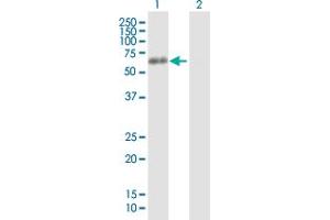 Western Blot analysis of HNRNPK expression in transfected 293T cell line by HNRNPK MaxPab polyclonal antibody.