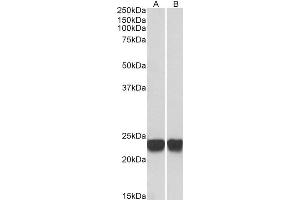 Western Blotting (WB) image for anti-Parkinson Protein 7 (PARK7) antibody (ABIN5927551) (PARK7/DJ1 antibody)
