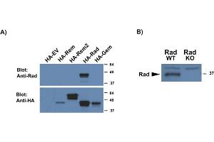Image no. 1 for anti-Ras-Related Associated with Diabetes (RRAD) (AA 36-48) antibody (ABIN1104075) (RRAD antibody  (AA 36-48))