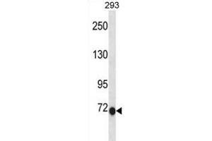 CLIC6 Antibody (C-term) (ABIN1881211 and ABIN2838637) western blot analysis in 293 cell line lysates (35 μg/lane).