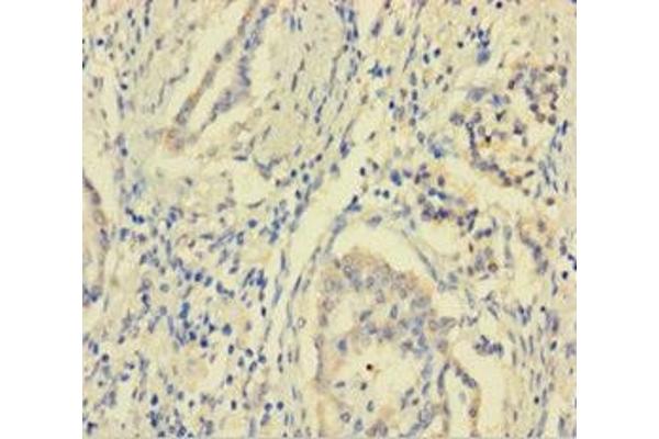MCTS1 antibody  (AA 1-181)