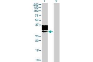 Western Blot analysis of GNPTG expression in transfected 293T cell line by GNPTG MaxPab polyclonal antibody.