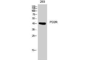 Western Blotting (WB) image for anti-Prostaglandin D2 Receptor (PTGDR) (C-Term) antibody (ABIN3180803) (PTGDR antibody  (C-Term))
