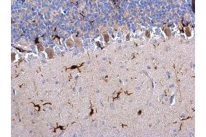 IHC-P Image Iba1 antibody detects Iba1 protein on rat hind brain by immunohistochemical analysis. (Iba1 antibody  (C-Term))