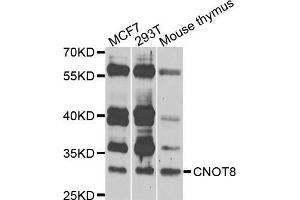 Western blot analysis of extracts of various cells, using CNOT8 antibody.