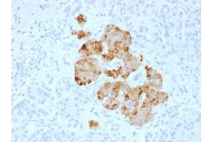 Formalin-fixed, paraffin-embedded human Pancreas stained with Chromogranin A Rabbit Polyclonal Antibody.