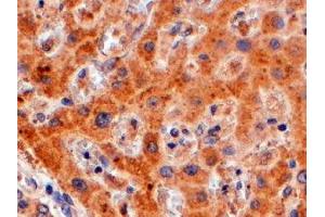 ABIN2562574 (4µg/ml) staining of paraffin embedded Human Liver. (WDFY1 antibody  (C-Term))
