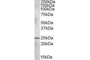 Western Blotting (WB) image for Pleckstrin Homology Domain Containing, Family B (Evectins) Member 1 (PLEKHB1) peptide (ABIN368728)