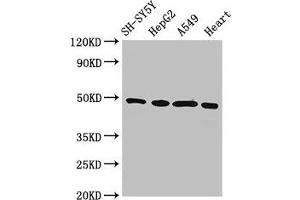 Western Blot Positive WB detected in: SH-SY5Y whole cell lysate, HepG2 whole cell lysate, A549 whole cell lysate, Rat heart tissue All lanes: HOXA5 antibody at 3 μg/mL Secondary Goat polyclonal to rabbit IgG at 1/50000 dilution Predicted band size: 30 kDa Observed band size: 49 kDa (HOXA5 antibody  (AA 1-270))