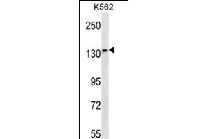 MN1 Antibody (Center) (ABIN656650 and ABIN2845891) western blot analysis in K562 cell line lysates (35 μg/lane). (Meningioma 1 antibody  (AA 835-864))