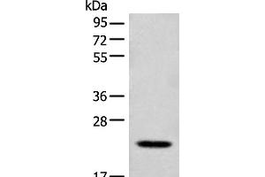 Western blot analysis of Mouse lung tissue lysate using CD300E Polyclonal Antibody at dilution of 1:550 (CD300E antibody)