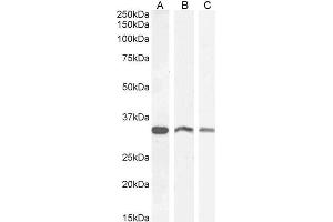 ABIN185206 (0. (VDAC2 antibody  (C-Term))