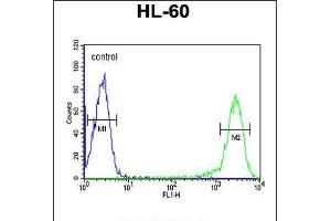 Flow cytometric analysis of HL-60 cells (right histogram) compared to a negative control cell (left histogram). (MICU1 antibody  (C-Term))