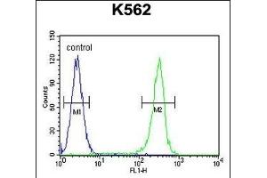 WRN Antibody (Center ) (ABIN656017 and ABIN2845392) flow cytometric analysis of K562 cells (right histogram) compared to a negative control cell (left histogram).