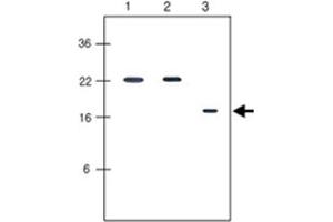 Western blot analysis human recombinant protein KIR2DL1, KIR2DL3 and KIR2DL4 (each 20 ng per well) were resolved by SDS - PAGE, transferred to PVDF membrane and probed with KIR2DL4 monoclonal antibody, clone 2H6 (1 : 500) . (KIR2DL4/CD158d antibody  (AA 44-202))