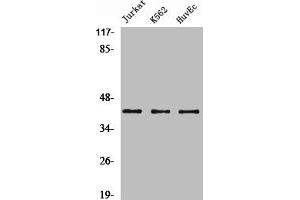 Western Blot analysis of Jurkat K562 HuvEc cells using α-SMA Polyclonal Antibody (Smooth Muscle Actin antibody  (N-Term))