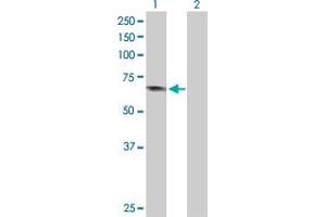 Western Blot analysis of APPL1 expression in transfected 293T cell line by APPL1 MaxPab polyclonal antibody. (APPL1 antibody  (AA 1-709))