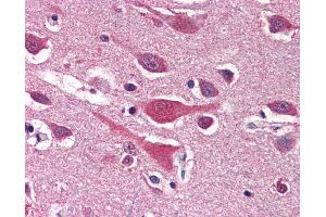 Anti-LRRC7 antibody IHC of human brain, cortex. (LRRC7 antibody  (N-Term))