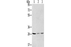 Western Blotting (WB) image for anti-Hydroxysteroid (17-Beta) Dehydrogenase 12 (HSD17B12) antibody (ABIN2423603) (HSD17B12 antibody)