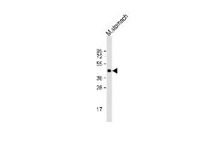 Anti-MBOAT4 Antibody (Center) at 1:2000 dilution + mouse stomach lysate Lysates/proteins at 20 μg per lane. (MBOAT4 antibody  (AA 258-287))