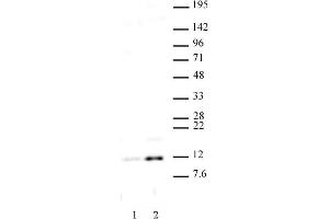 Histone H4 acetyl Lys16 antibody (pAb) tested by Western blot. (Histone H4 antibody  (acLys16))