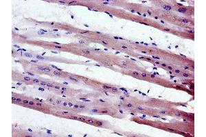 Immunohistochemistry of paraffin-embedded human heart tissue using ABIN7160421 at dilution of 1:100 (MPZL1 antibody  (AA 195-258))