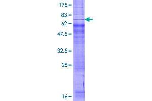 P2RY4 Protein (AA 1-365) (GST tag)