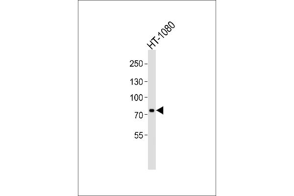 UIMC1 antibody  (C-Term)