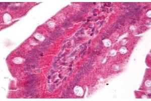 Anti-PTGER3 / EP3 antibody IHC staining of human small intestine. (PTGER3 antibody)