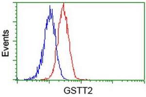 Image no. 3 for anti-Glutathione S-Transferase theta 2 (GSTT2) antibody (ABIN1498555) (GSTT2 antibody)