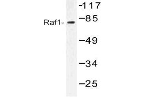 Western blot analysis of RAF1 Antibody in extracts from HT-29 cells. (RAF1 antibody)
