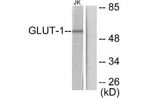 Western Blotting (WB) image for anti-Solute Carrier Family 2 (Facilitated Glucose Transporter), Member 1 (SLC2A1) (C-Term) antibody (ABIN1848583) (GLUT1 antibody  (C-Term))