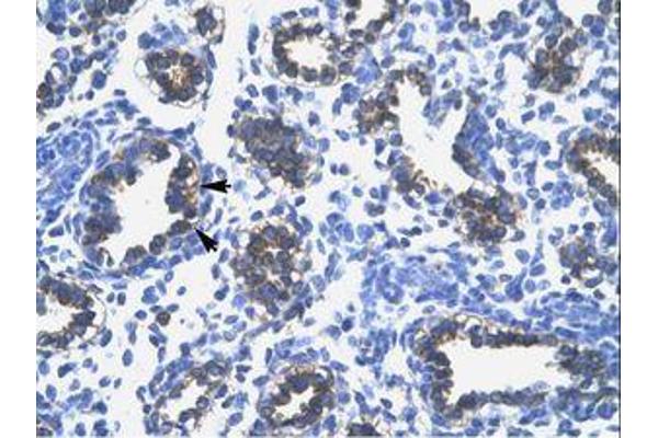 RPS16 antibody  (N-Term)
