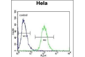 Aurora-A Antibody (C-term) (ABIN1882163 and ABIN2841166) flow cytometric analysis of Hela cells (right histogram) compared to a negative control cell (left histogram). (Aurora A antibody  (C-Term))