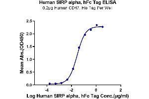 Immobilized Human CD47, His Tag at 2 μg/mL (100 μL/well) on the plate. (SIRPA Protein (AA 31-370) (Fc Tag))