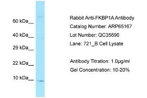 Western Blotting (WB) image for anti-FK506 Binding Protein 1A, 12kDa (FKBP1A) (N-Term) antibody (ABIN970704) (FKBP1A antibody  (N-Term))