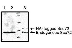 Image no. 1 for anti-Surfeit 1 (SURF1) antibody (ABIN955011) (SURF1 antibody)