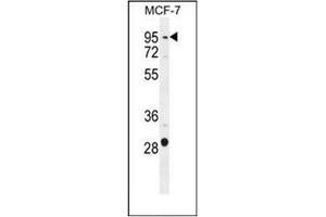 Western blot analysis in MCF-7 cell line lysates (35ug/lane) using PTCHD3 Antibody (C-term) Cat. (PTCHD3 antibody  (C-Term))