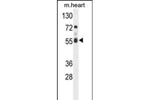 Western blot analysis of hFASTK- (ABIN391120 and ABIN2841247) in mouse heart tissue lysates (35 μg/lane).
