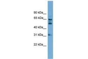 Image no. 1 for anti-WD Repeat Domain 16 (WDR16) (AA 431-480) antibody (ABIN6745002)