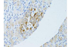 Immunohistochemistry of paraffin-embedded mouse pancreas using OCLN antibody.