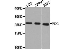 Western blot analysis of extracts of various cells, using PDC antibody. (Phosducin antibody)